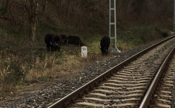Fekete bivalyok kószáltak el Balatonakarattyán
