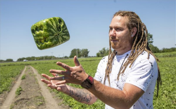 Kocka alakú görögdinnyét termesztenek Hódmezővásárhelyen