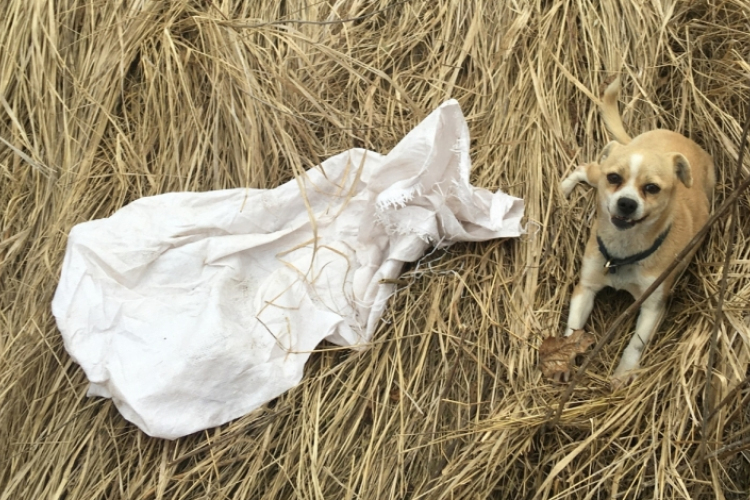 Cuki kiskutyát mentett meg egy rendőr